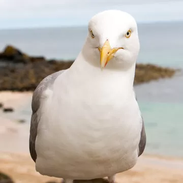 王晨